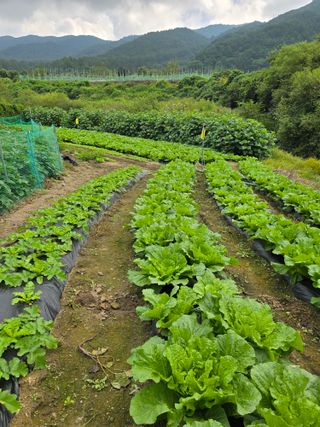 달빛소년(김광순)님의 자유주제 · 자유게시판 작성글 사진