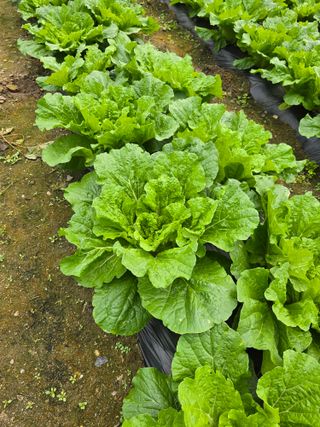 달빛소년(김광순)님의 자유주제 · 자유게시판 작성글 사진