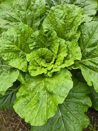 달빛소년(김광순)님의 자유주제 · 자유게시판 작성글 사진