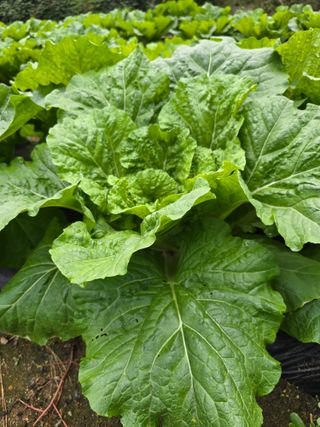 달빛소년(김광순)님의 자유주제 · 자유게시판 작성글 사진