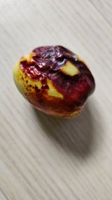 팜모닝 기타작물·병해충상담 게시글 이미지