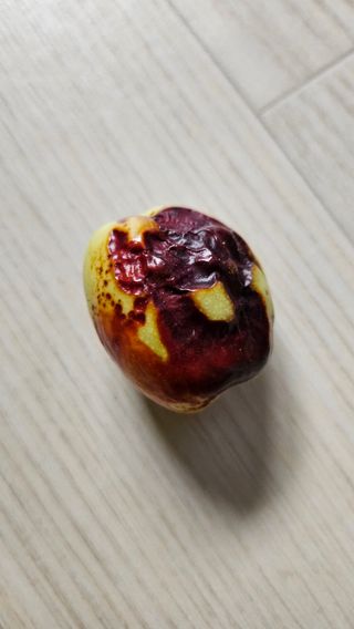 서연님의 기타작물 · 병해충상담 작성글 사진