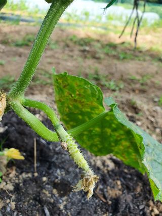 알바트로스k님의 오이 · 병해충상담 작성글 사진