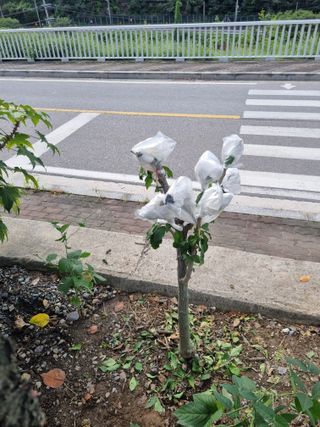 김용대님의 자유주제 · 자유게시판 작성글 사진