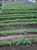 팜모닝 자유주제·자유게시판 게시글 이미지