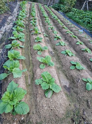 처마밑에추녀님의 자유주제 · 자유게시판 작성글 사진