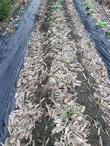 팜모닝 배추·병해충상담 게시글 이미지