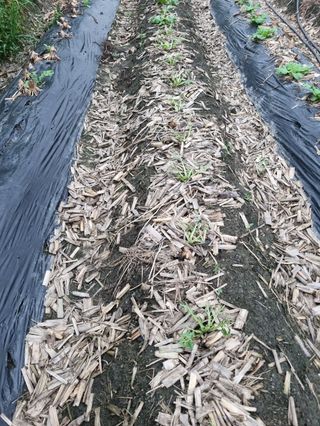 우영옥님의 배추 · 병해충상담 작성글 사진