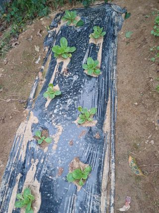 초보퍼머5도2촌준비님의 자유주제 · 자유게시판 작성글 사진