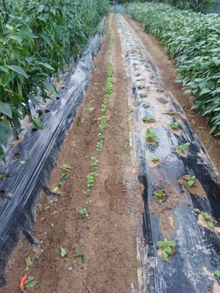 초보퍼머5도2촌준비님의 자유주제 · 자유게시판 작성글 사진