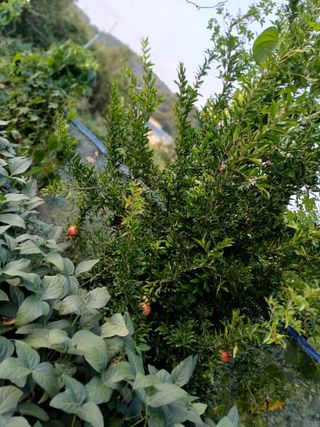 초보퍼머5도2촌준비님의 자유주제 · 자유게시판 작성글 사진