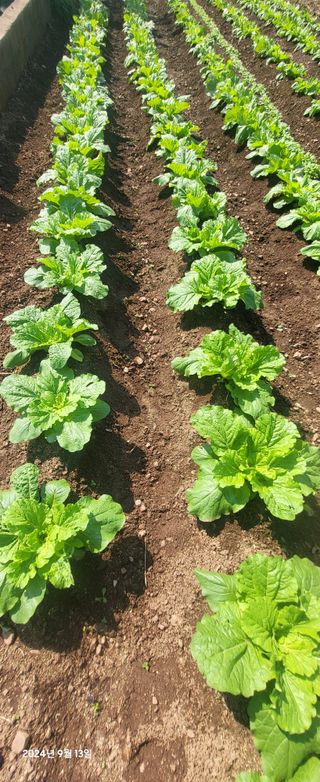 오이4915님의 자유주제 · 자유게시판 작성글 사진