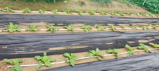 텃밭농부님의 배추 · 영농일지 작성글 사진