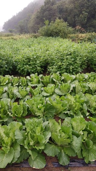 알 수 없음님의 자유주제 · 자유게시판 작성글 사진