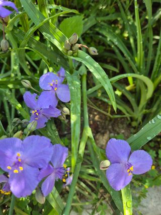 김기자(흰구름농원)님의 자유주제 · 자유게시판 작성글 사진