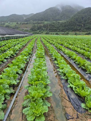 김기자(흰구름농원)님의 자유주제 · 자유게시판 작성글 사진