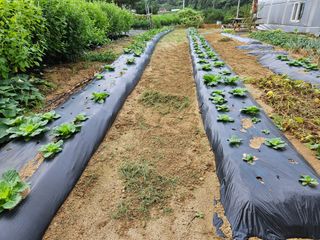 마중물0715님의 배추 · 영농일지 작성글 사진