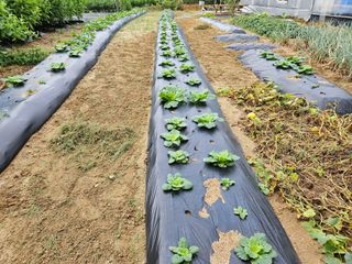 마중물0715님의 배추 · 영농일지 작성글 사진