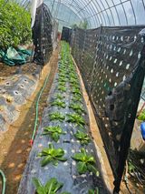 팜모닝 배추·영농일지 게시글 이미지