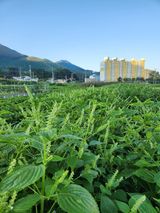 팜모닝 농사, 무엇이든 물어보세요!·참여글 게시글 이미지