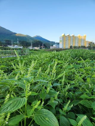 임경택님의 농사, 무엇이든 물어보세요! · 참여글 작성글 사진