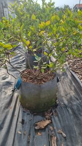 팜모닝 자유주제·자유게시판 게시글 이미지