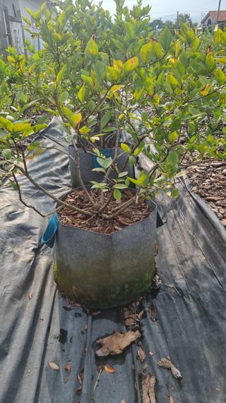 해피베리팜최순덕님의 자유주제 · 자유게시판 작성글 사진