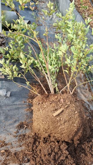 해피베리팜최순덕님의 자유주제 · 자유게시판 작성글 사진