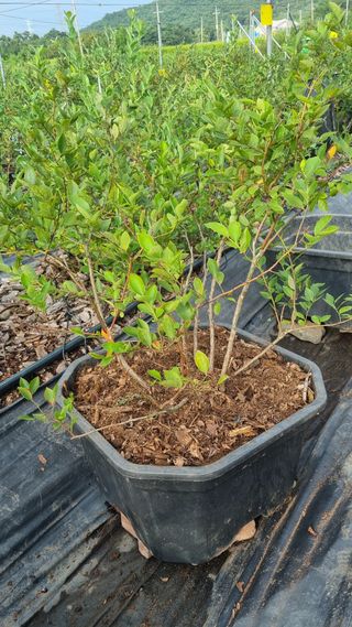 해피베리팜최순덕님의 자유주제 · 자유게시판 작성글 사진