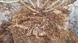 해피베리팜최순덕님의 자유주제 · 자유게시판 작성글 사진