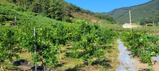 대추님의 기타작물 · 영농일지 작성글 사진