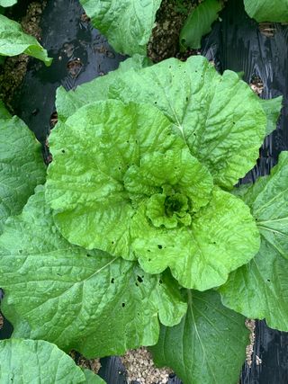 이계성님의 배추 · 병해충상담 작성글 사진