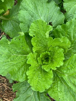 이계성님의 배추 · 병해충상담 작성글 사진