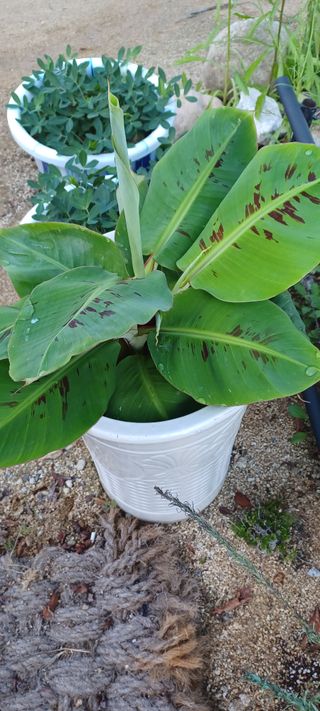 고풍마님님의 기타작물 · 영농일지 작성글 사진