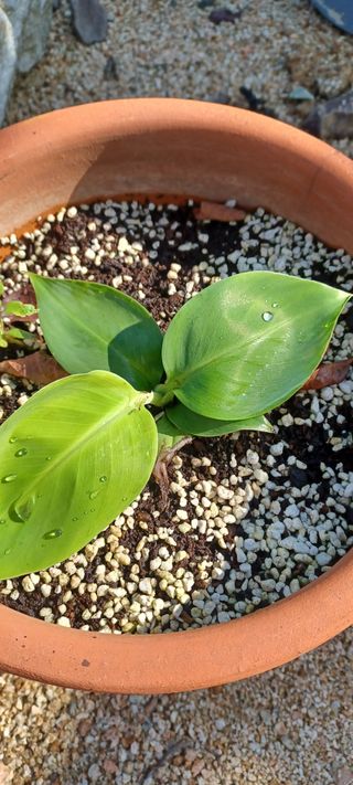 고풍마님님의 기타작물 · 영농일지 작성글 사진