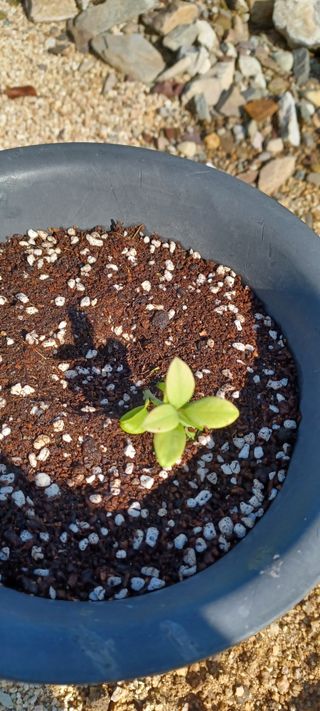 고풍마님님의 기타작물 · 영농일지 작성글 사진