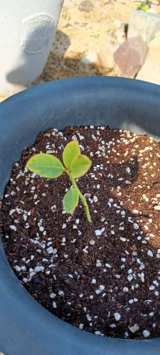 고풍마님님의 기타작물 · 영농일지 작성글 사진