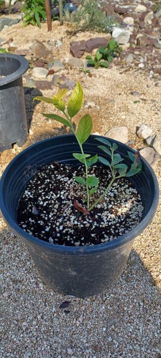 고풍마님님의 기타작물 · 영농일지 작성글 사진