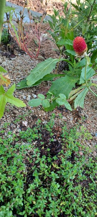 고풍마님님의 기타작물 · 영농일지 작성글 사진