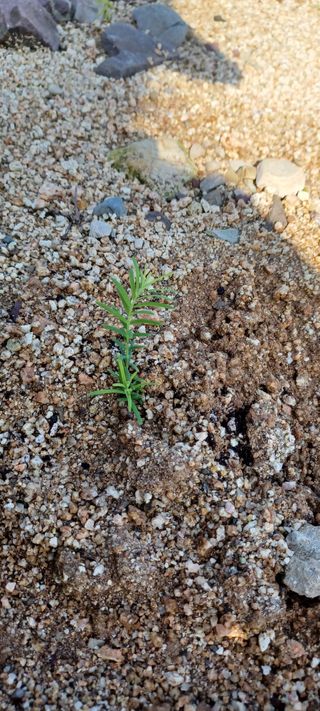 고풍마님님의 기타작물 · 영농일지 작성글 사진