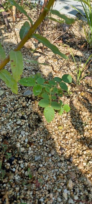 고풍마님님의 기타작물 · 영농일지 작성글 사진