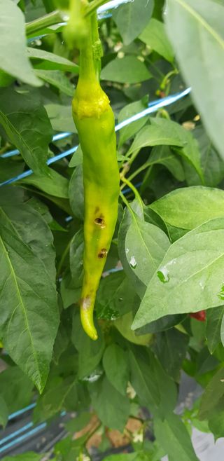 최춘득 청대산 님의 고추 · 병해충상담 작성글 사진