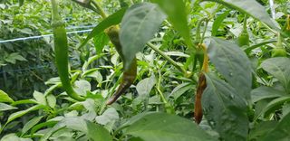 최춘득 청대산 님의 고추 · 병해충상담 작성글 사진