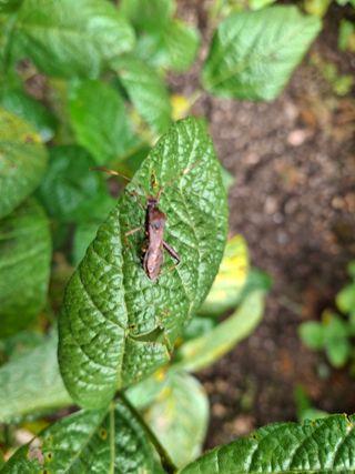 봉만식님의 콩 · 병해충상담 작성글 사진