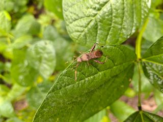 봉만식님의 콩 · 병해충상담 작성글 사진