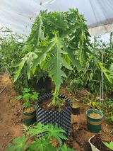 팜모닝 기타작물·영농일지 게시글 이미지