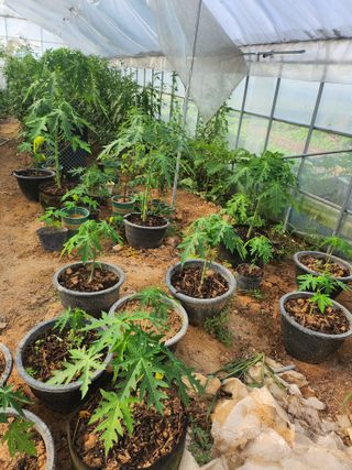 I am 조익성님의 기타작물 · 영농일지 작성글 사진