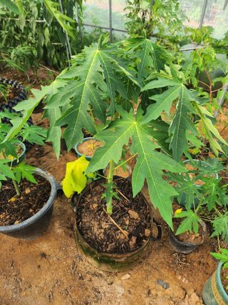 I am 조익성님의 기타작물 · 영농일지 작성글 사진