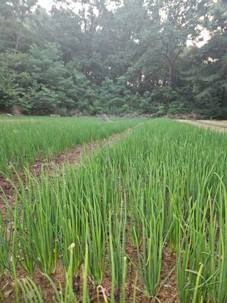 황강섭(낭산선인)님의 파 · 영농일지 작성글 사진
