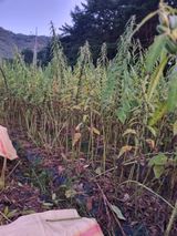 팜모닝 참깨·영농일지 게시글 이미지